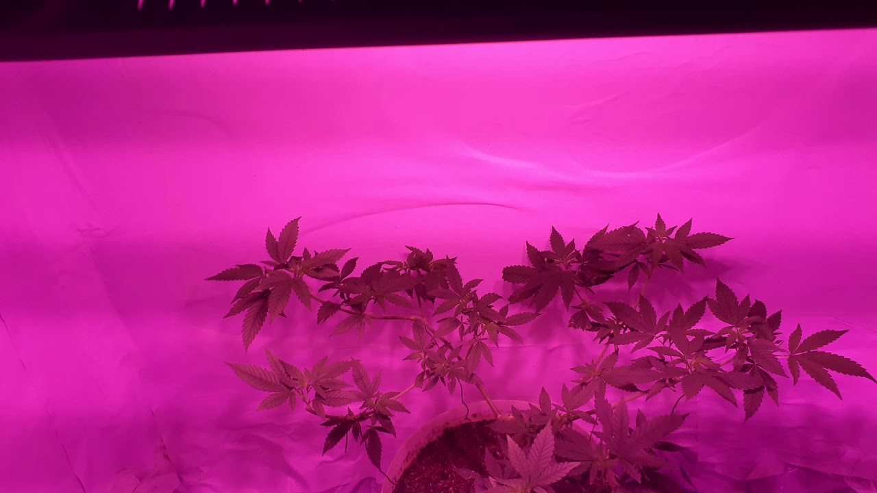 Sweet critical