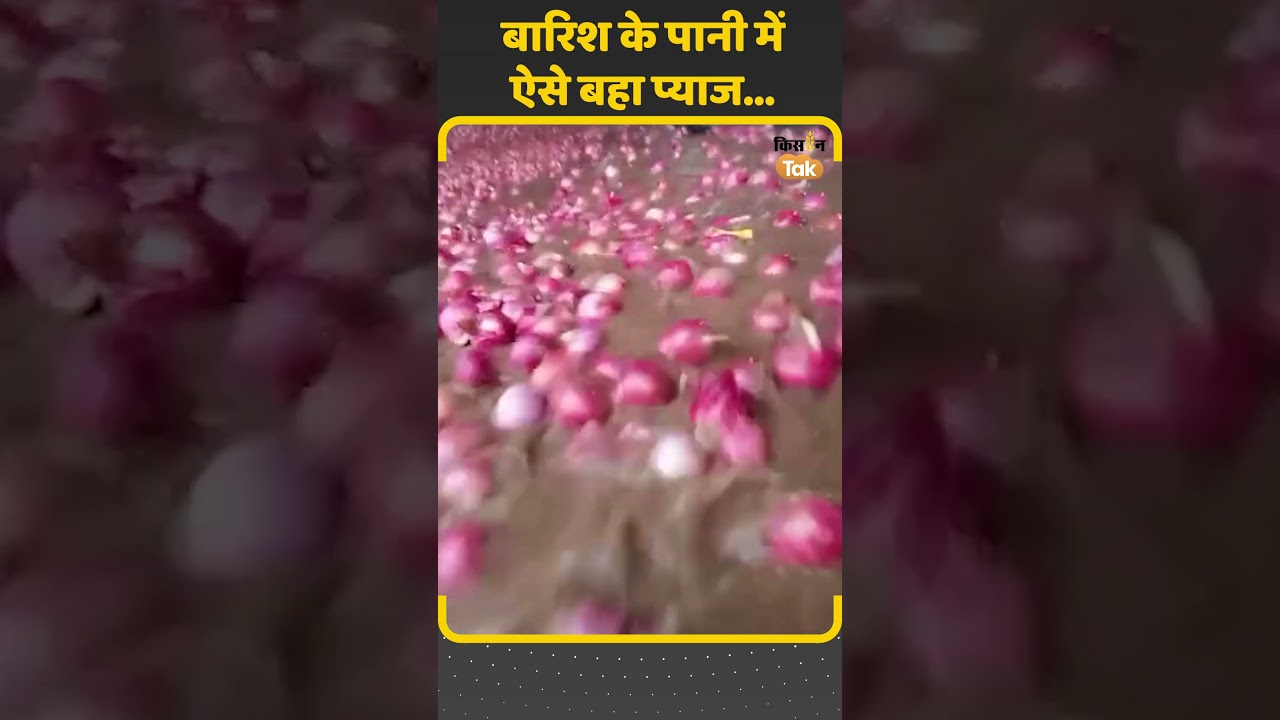 Gujarat Rain: Heavy rain in Mehsana, onions washed away due to waterlogging in the market #shorts | Kisan Tak