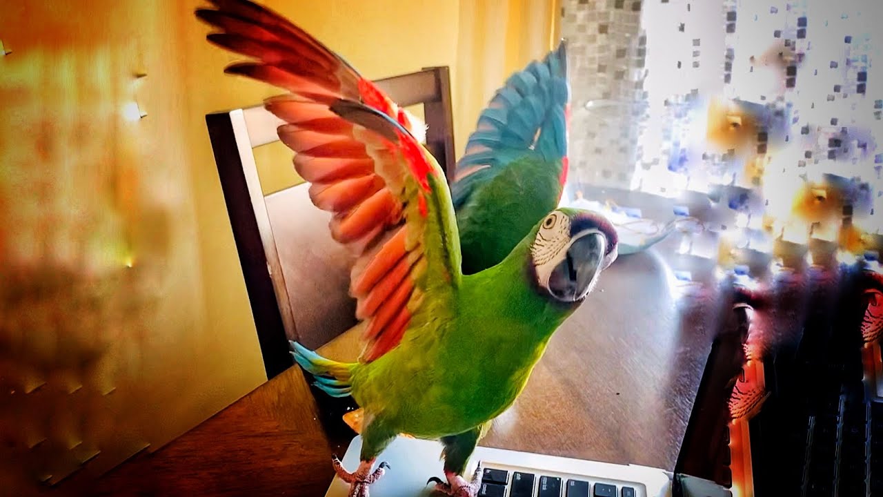 Severe Macaw Mini macaw Dancing and Talking