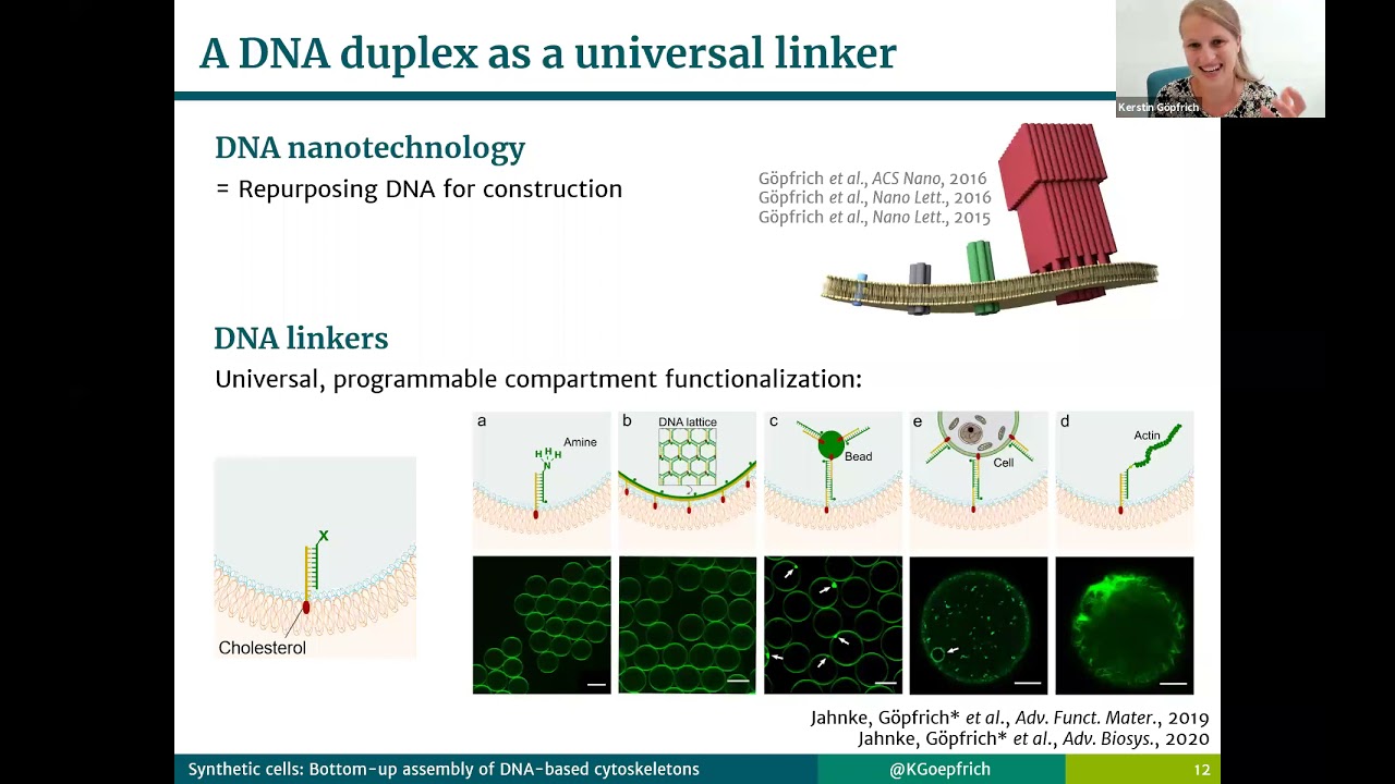 Build-a-Cell seminar Kerstin Göpfrich: Synthetic cell: Bottom-up assembly of DNA-based cytoskeletons