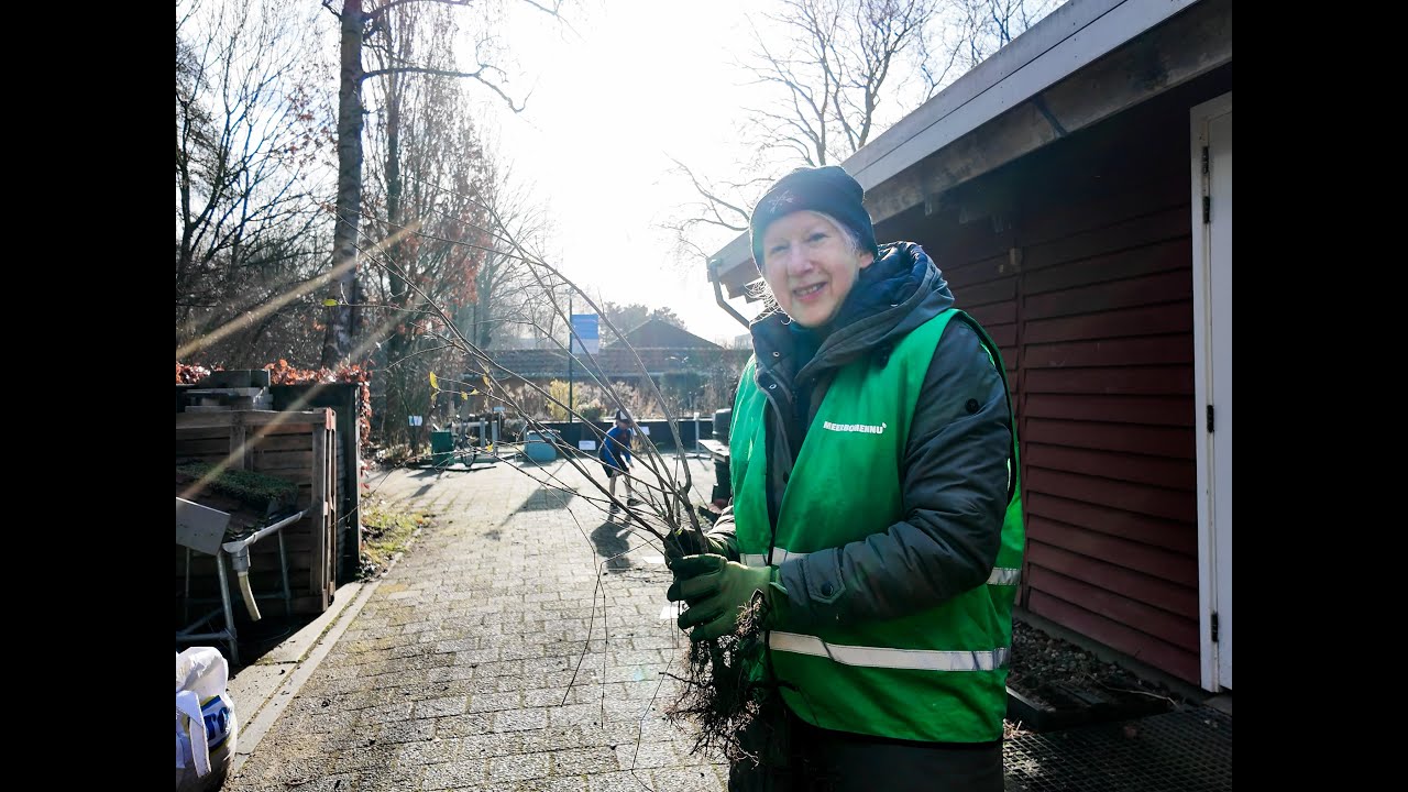 Delftenaren adopteren een boom: ‘We hebben een extra gezinslid erbij’