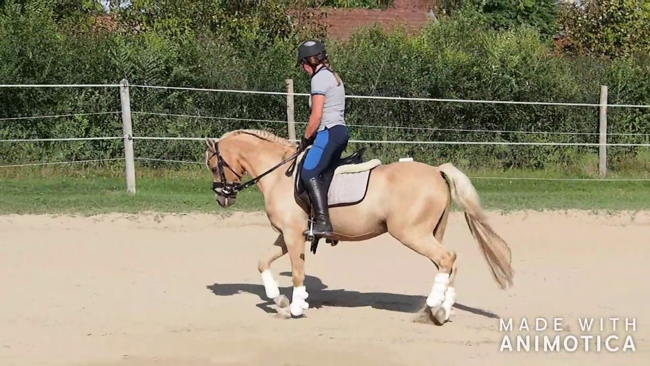 Eekelenburg's Corfu welsh B stallion