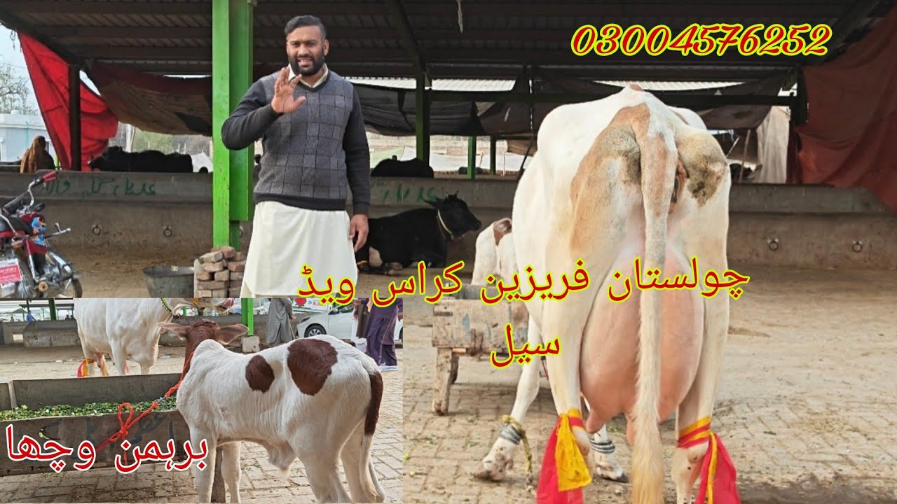 Top cow high milking sale Okara Animal Tv 03004576252/1322026/لوکیشن عارف والا 