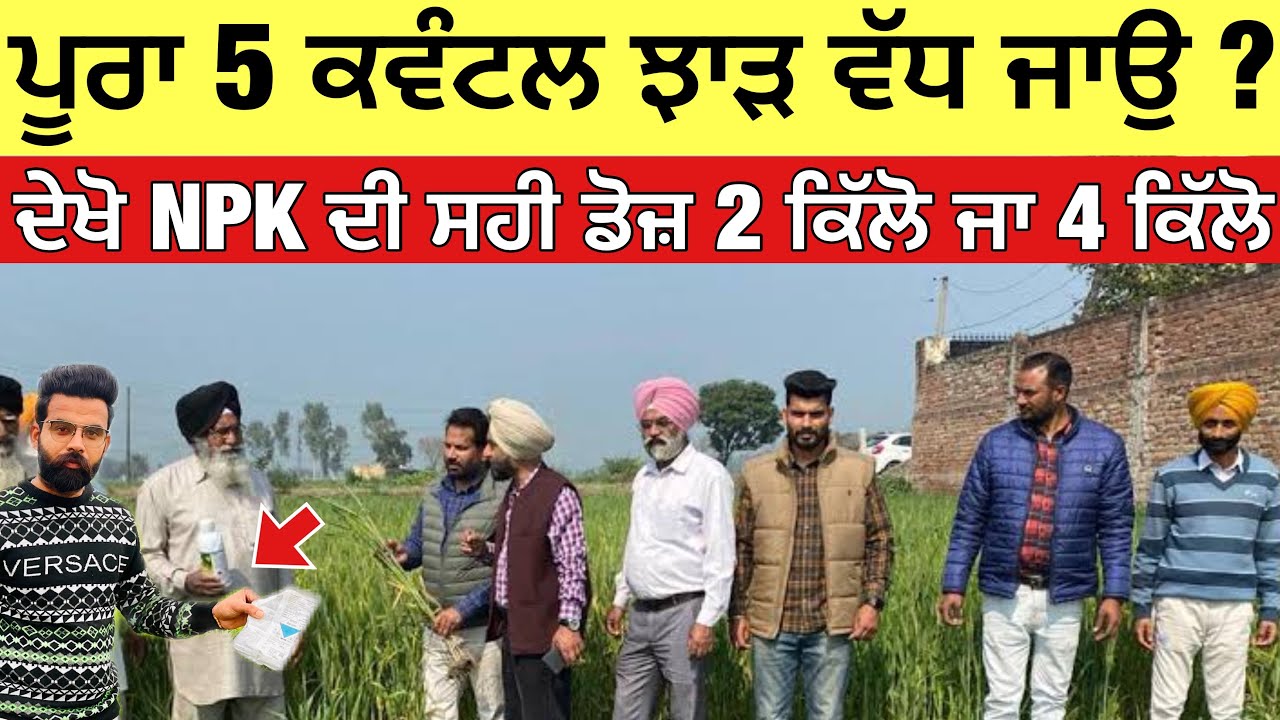 ਕਣਕ ਦਾ ਝਾੜ ਵਧਾਉਣ ਤੇ ਗਰਮੀ ਸਰਦੀ ਤੋਂ ਬਚਾਉਣ ਵਾਲਾ No.1 ਫਾਰਮੂਲਾ | increase yield in wheat 