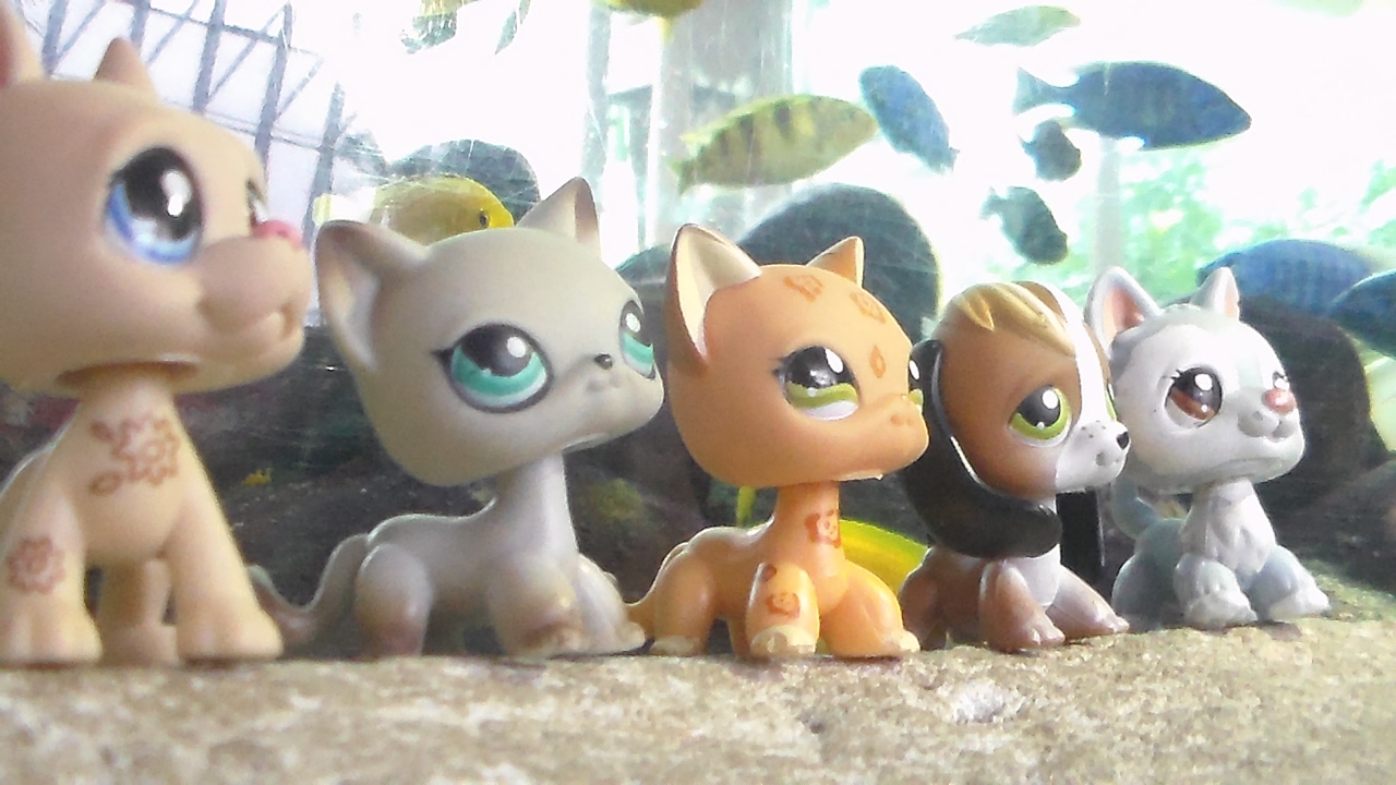 {Littlest Petshop} Les Kimchi au lycée ! [Spin Off #1] w/Fantasy