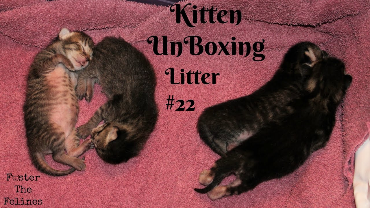 Kitten UnBoxing #22 Calming A Nervous New Mama Cat 😺 New Foster Kittens
