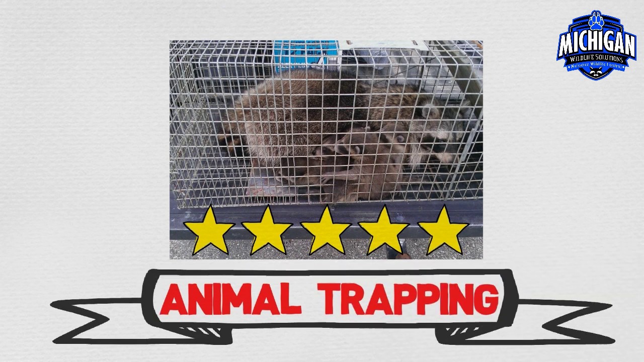 Michigan Wildlife Solutions- Animal Trapping