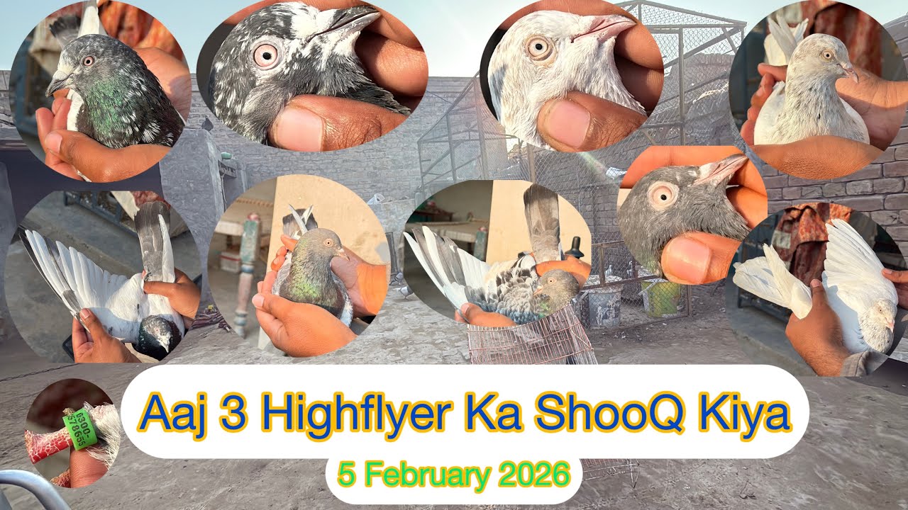 Aaj 3 Highflyer Pigeons Ka ShooQ Karwaya | KHAKHI PIGEONS