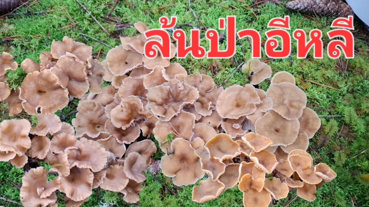 เก็บเห็ดดำอีกแล้วยิ่งเดินยิ่งเยอะยิ่งจะมืดยิ่งเจอเห็ด