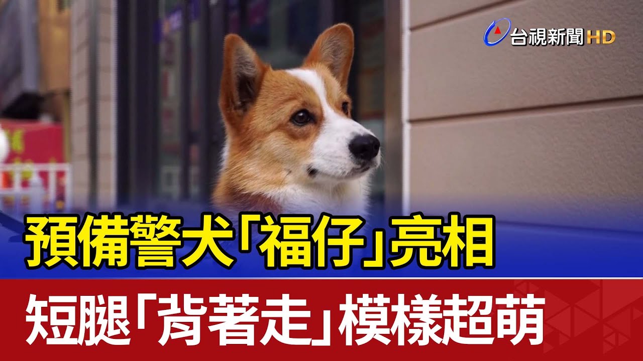 預備警犬「福仔」亮相 短腿「背著走」模樣超萌