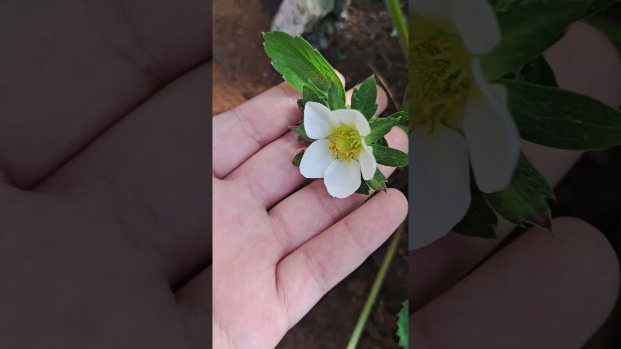#straberry #uk #fruit frui#summer #gardening #fromnothingtosomething #tiktok #viral #shorts #subplz