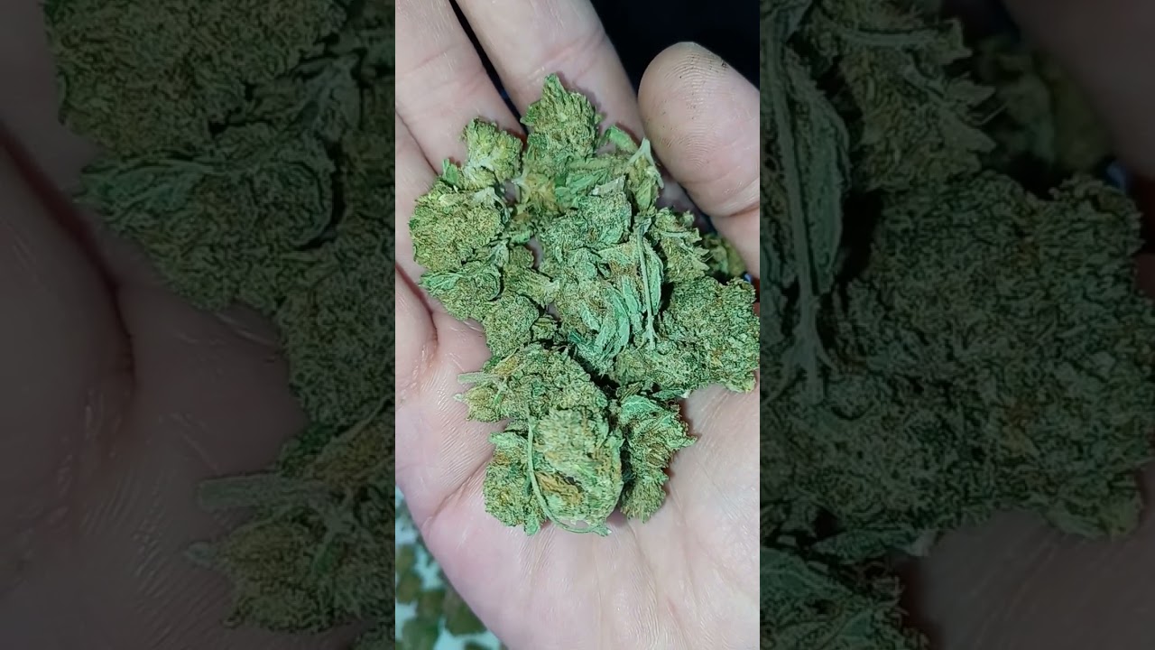 Royal OG, CBD hemp, @TweedleFarms (is it good?)