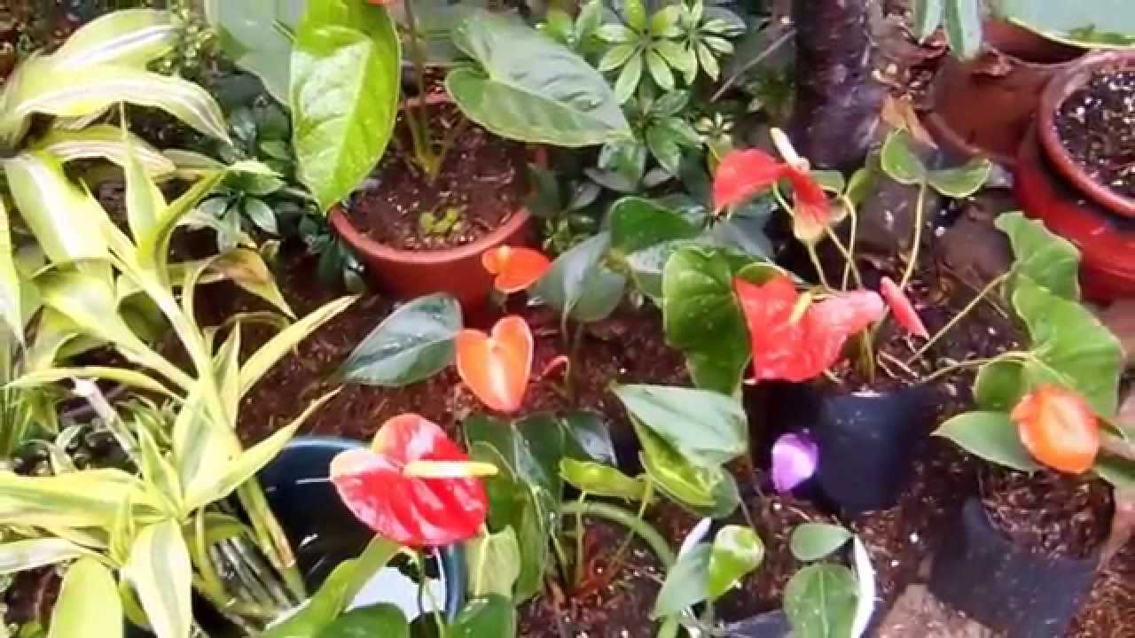 Como cultivar los Anturios