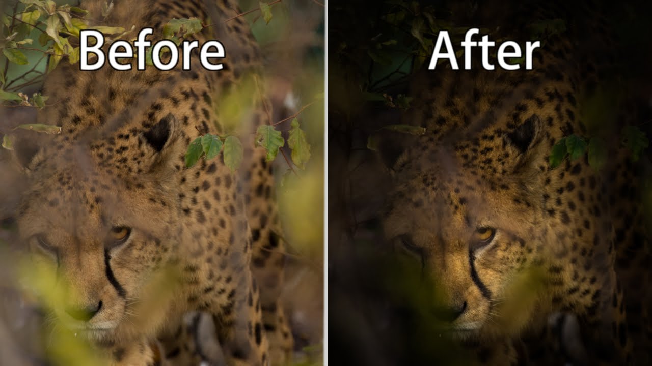 How to Create Mysterious Wildlife Photos in Lightroom 6 cc - Bad RAW File into Great Photo Edit #004