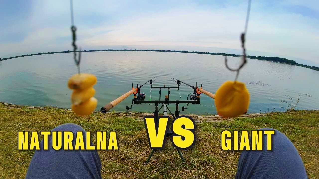 Kukurydza naturalna vs kukurydza Giant - Na co chętniej brały? Wędkarski poranek nad jeziorem