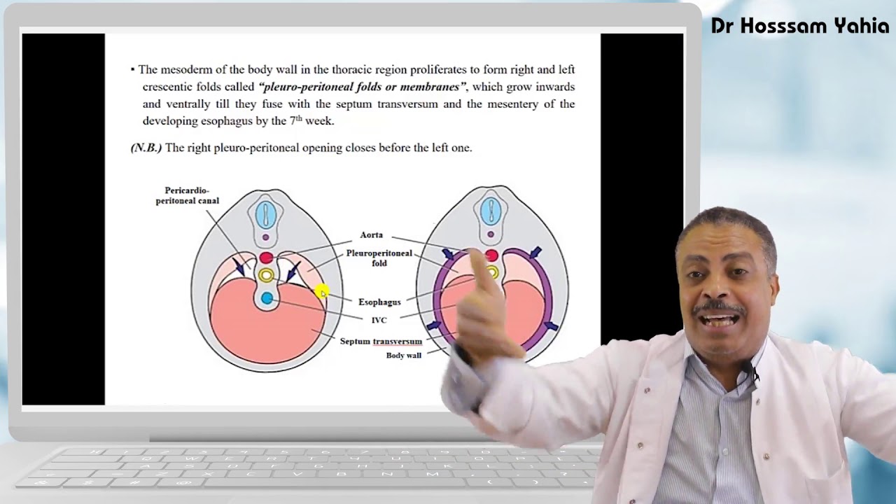 MED LEVEL2  MUSII Embryology of the Diaphragm