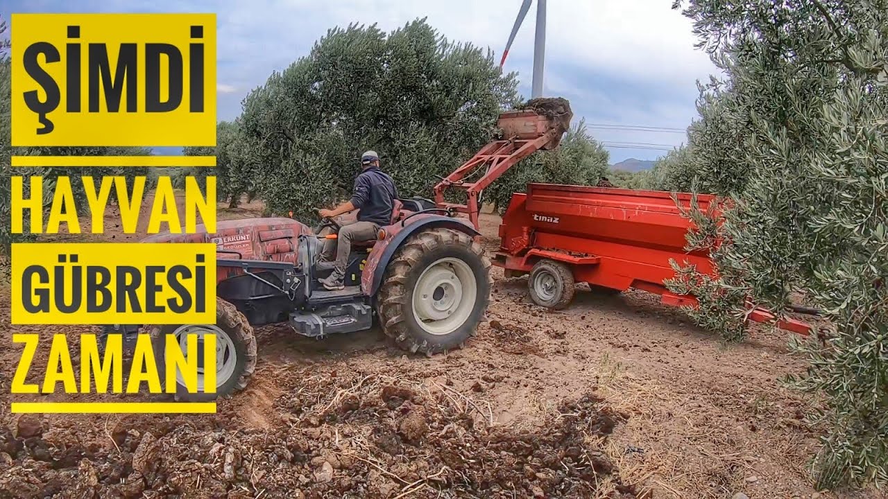 KATI GÜBRE DAĞITMA RÖMORKU İLE ZEYTİNLERİ GÜBREYE DOYURUYORUZ #tarım#traktör#köyişleri#köyhayatı