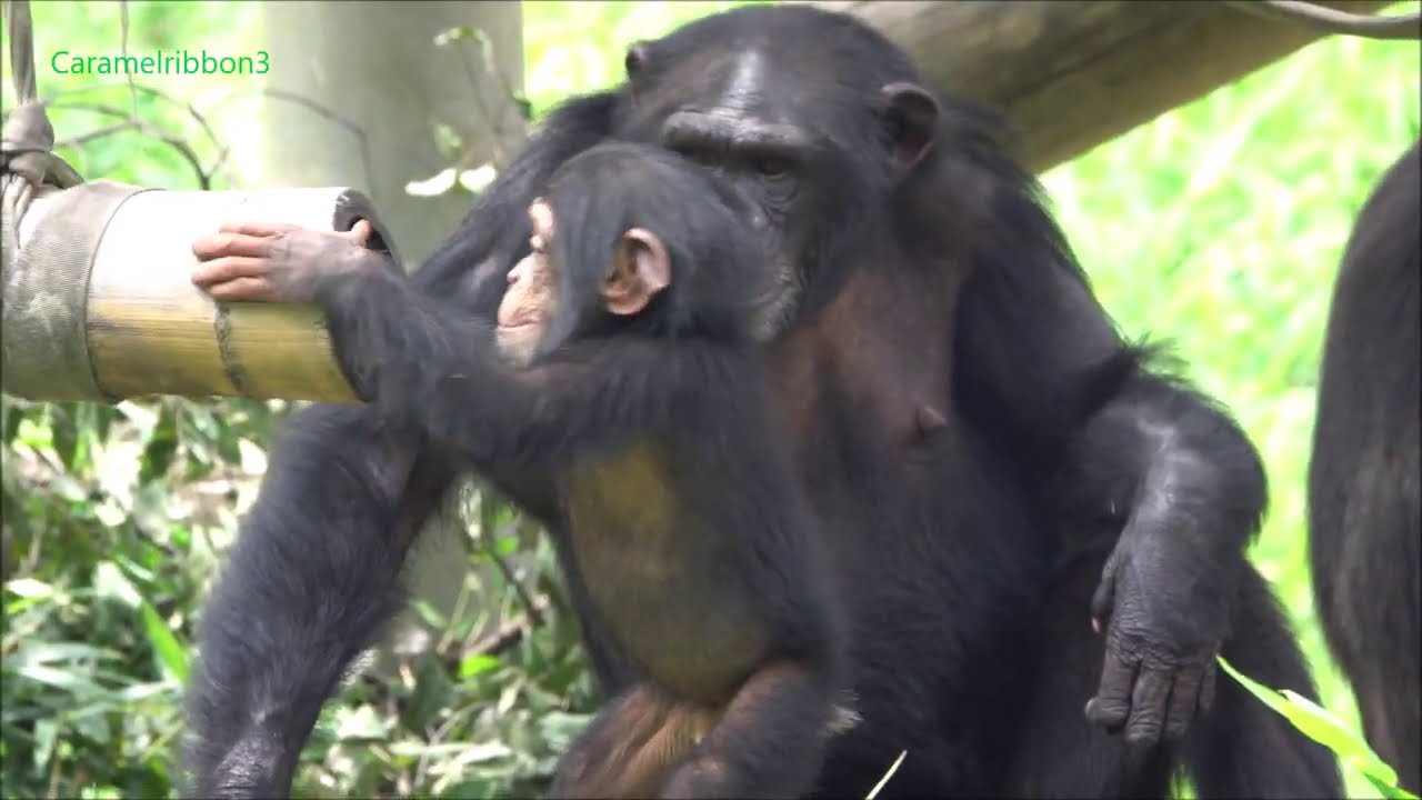 Aug 2020 Tama zoo chimps, Baby Ibuki and Baby Plum