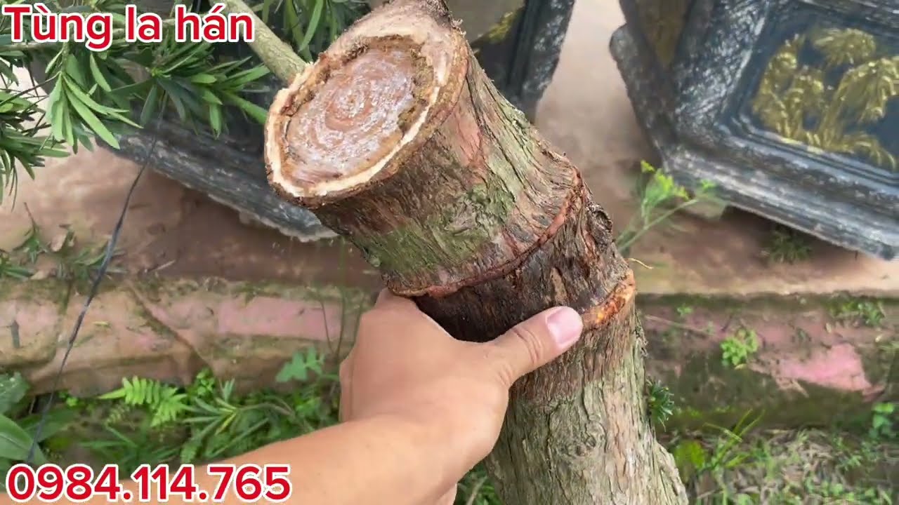 Cây Tùng la hán vê bổ được nửa năm | Tùng la hán vê bổ | Kiểm tra cây Tùng vê bổ