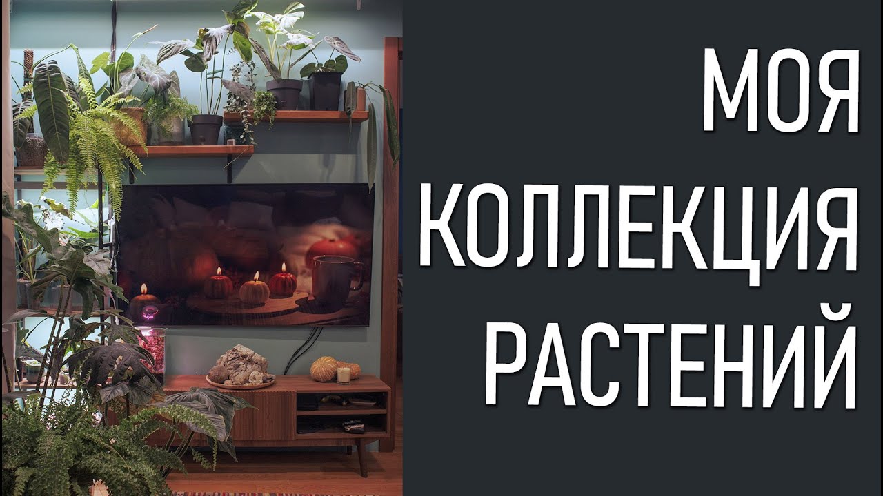 МОЯ КОЛЛЕКЦИЯ РАСТЕНИЙ. Алоказии, антуриумы, хойи, папоротники и все-все-все. ЧАСТЬ 1
