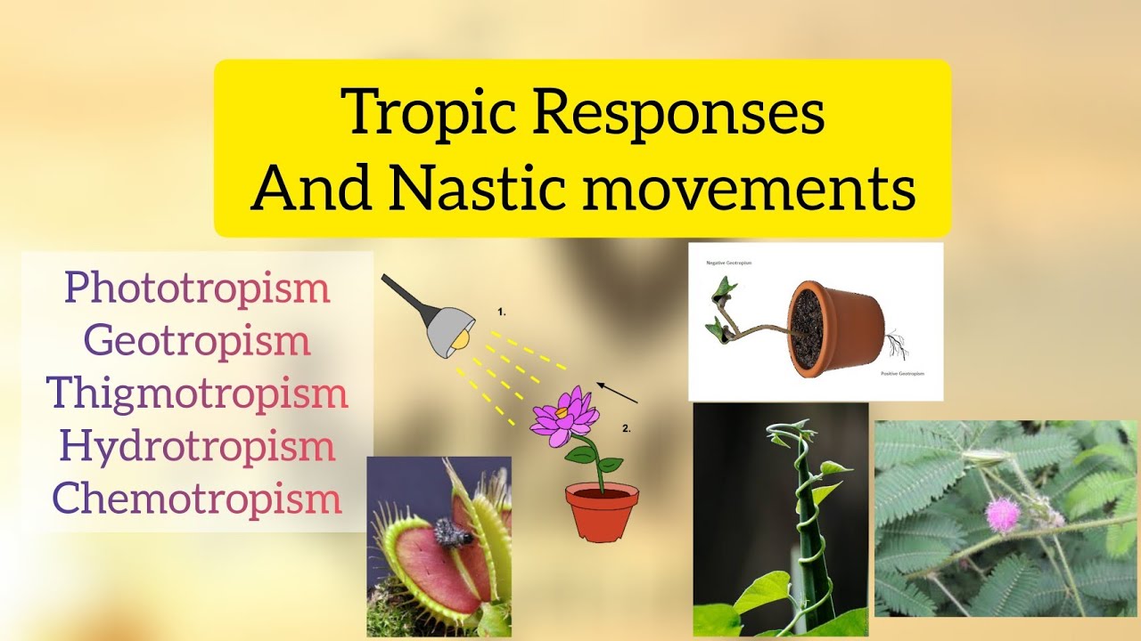 Tropic responses and Nastic Movements|ALE Review for Crop SCIENCE