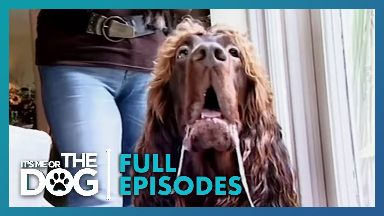 Victoria Faces a Dog with OCD & Famous Owner!  | Season 2 Episode 5 | UK