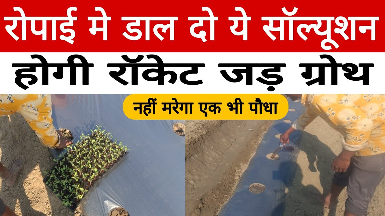 रोपाई के बाद पौधा सूखता है? ये 1 सॉल्यूशन जड़ को करेगा दोगुना मजबूत | Plant Shock खत्म | DPS Farming