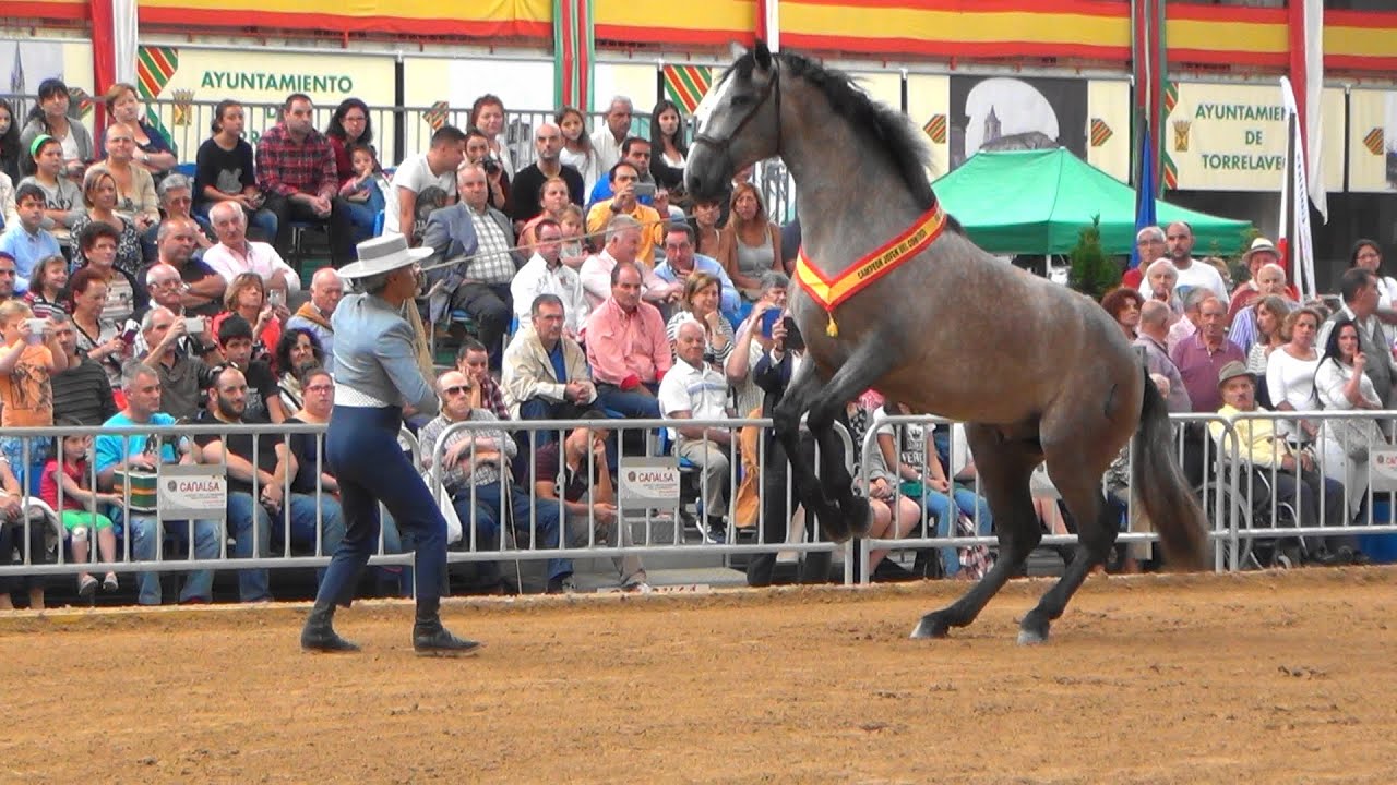 Concurso del caballo de pura raza española.Torrelavega FECAB 2015 por dc