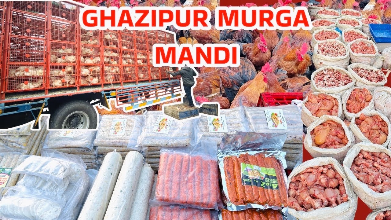 Delhi murga mandi rates today near me| ghazipur murga mandi directory price|गाज़ीपुर मुर्गा 🐓 मंडी |