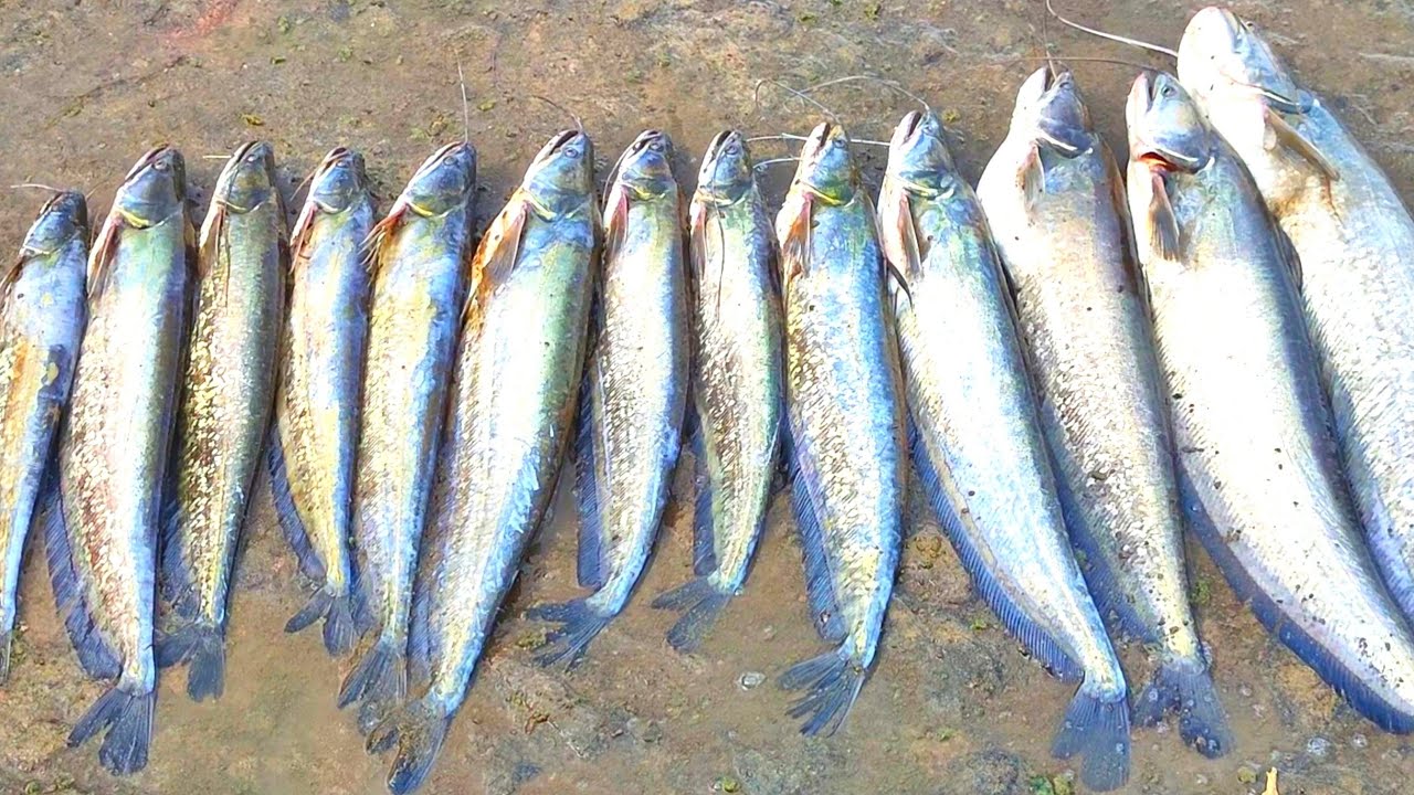 Amazing Fishing | Wallago Attu Fishing | Unbelievable Fishing