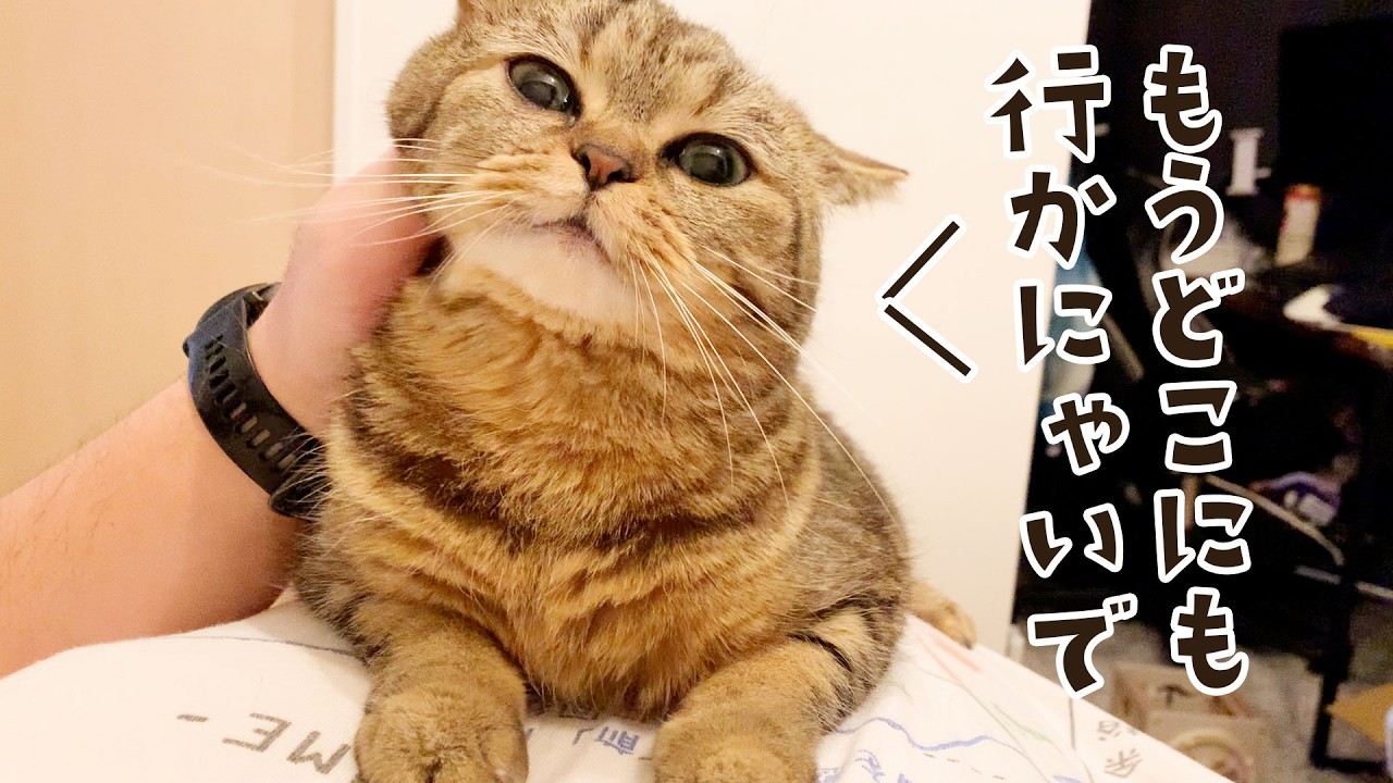 主が帰ったら、片時も離れない。お腹の上を占拠する甘えん坊猫がこちらです #809【生後2年と192日目 スコティッシュフォールド】