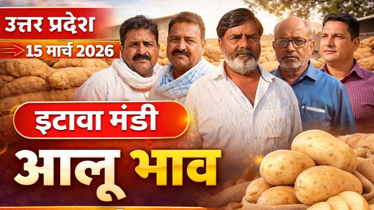 👉 उत्तर प्रदेश इटावा मंडी आलू भाव 🔥 आज के ताज़ा रेट | 15 मार्च 2026|👉 इटावा मंडी आलू भाव