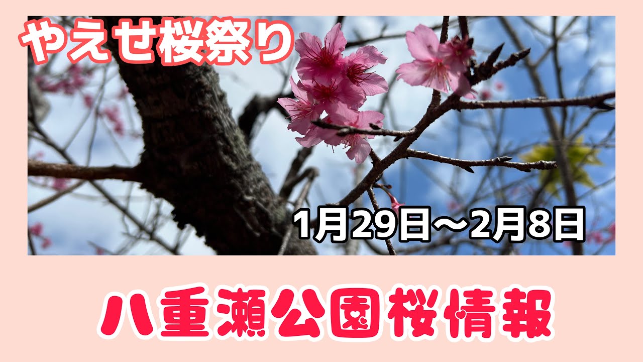 桜はどれくらい咲いた？やえせ開花状況/県内最大最古の富盛の石彫大獅子(ともりのいしぼりうふじし)〜vlog124