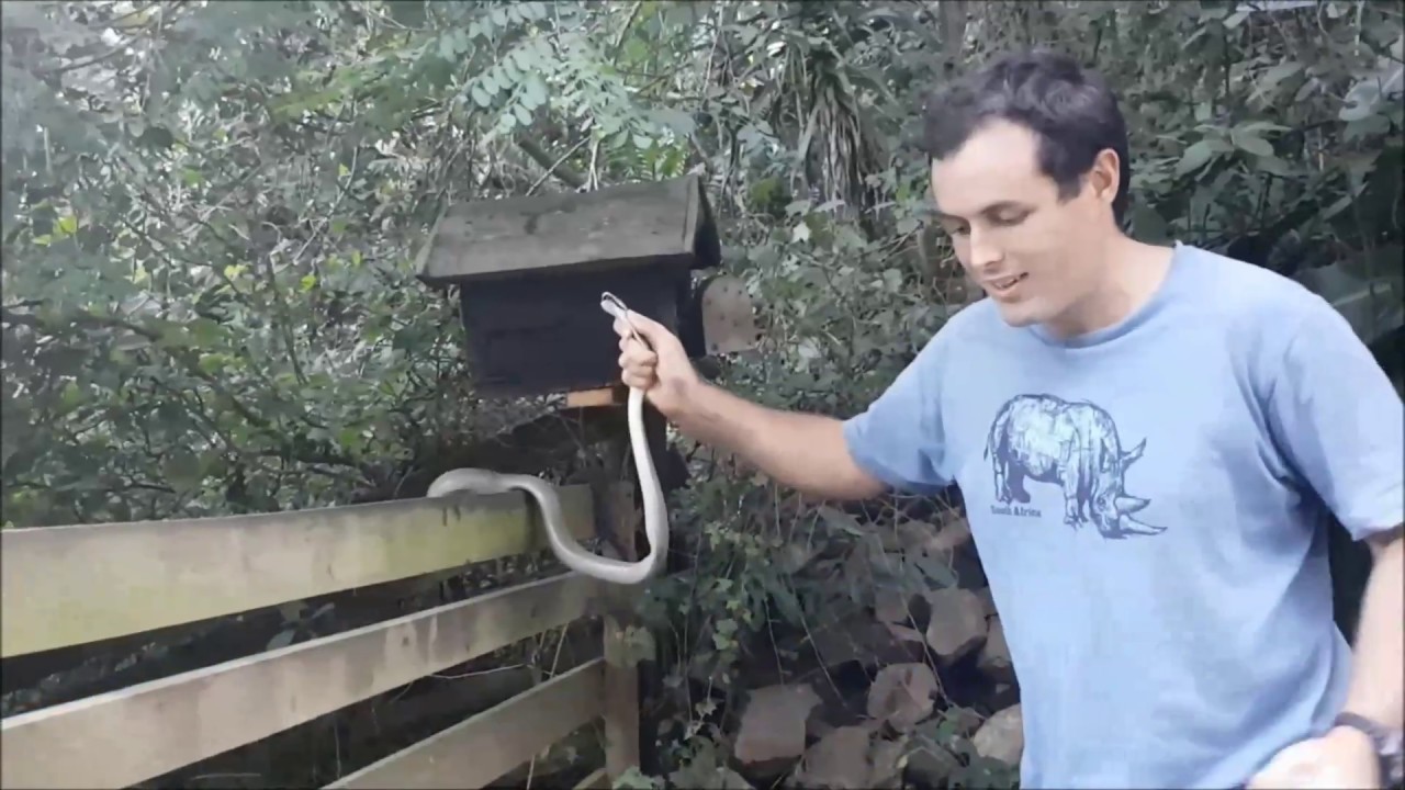 Durban Snake Removals in February & March