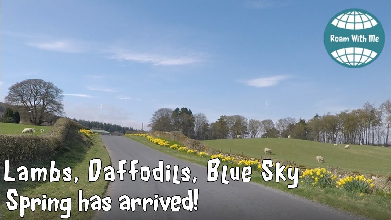 Driving Pateley Bridge to Lofthouse, with daffodils lambs and sparkling water.