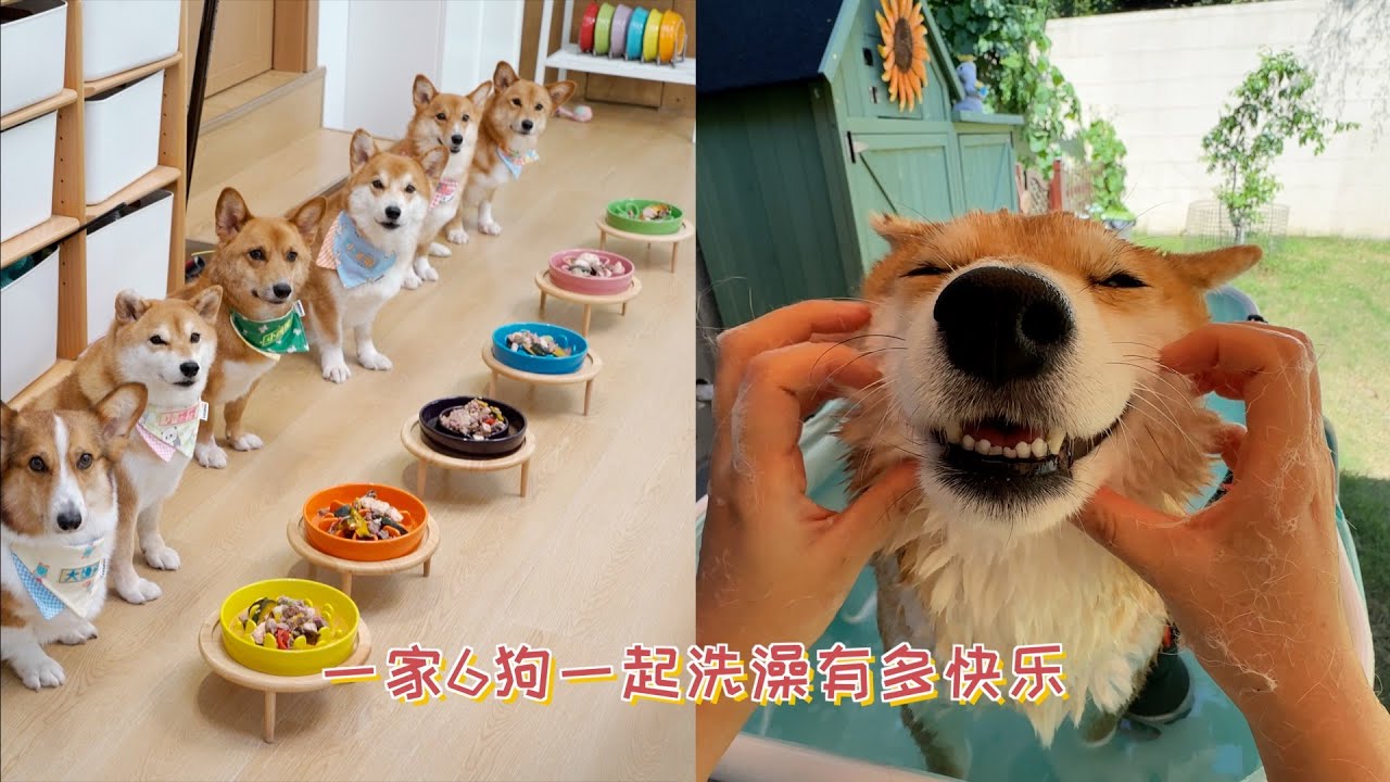 一家6狗一起洗澡有多快乐？