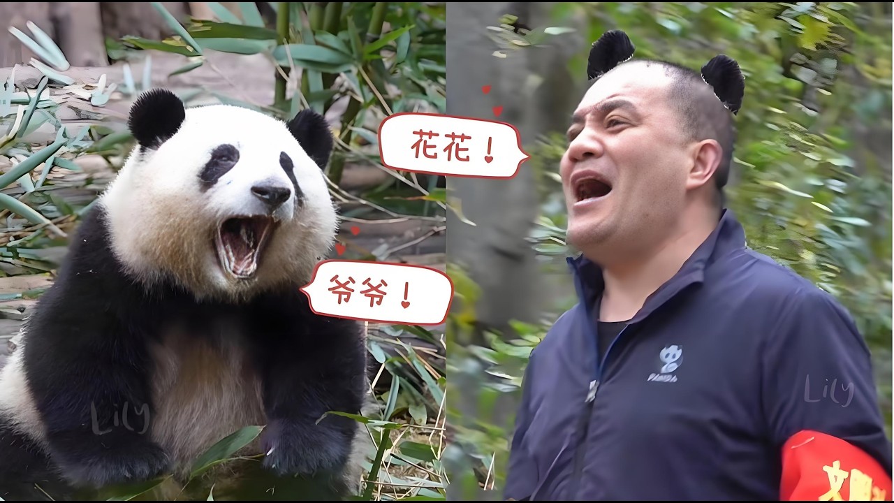 谭花叶绝对是全网最甜的祖孙情，熊猫花花喊“爷爷”,急得直蹦回应场面超萌，人们都沸腾了！【熊猫奇遇记】