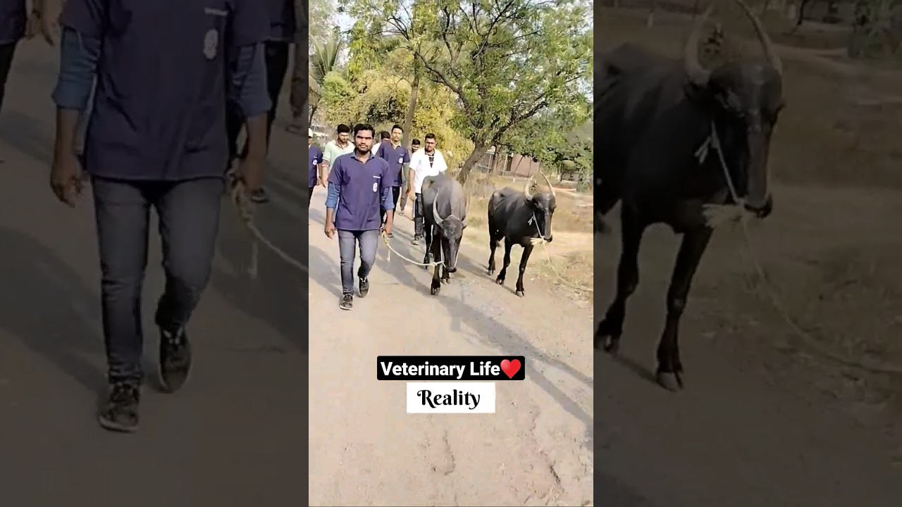 Veterinary Student Life || Expectation vs Reality #shorts #vetlife #vetstudent #vet