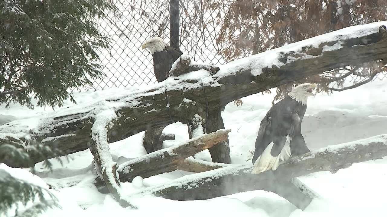 Akron Zoo closed but staff continues care for animals