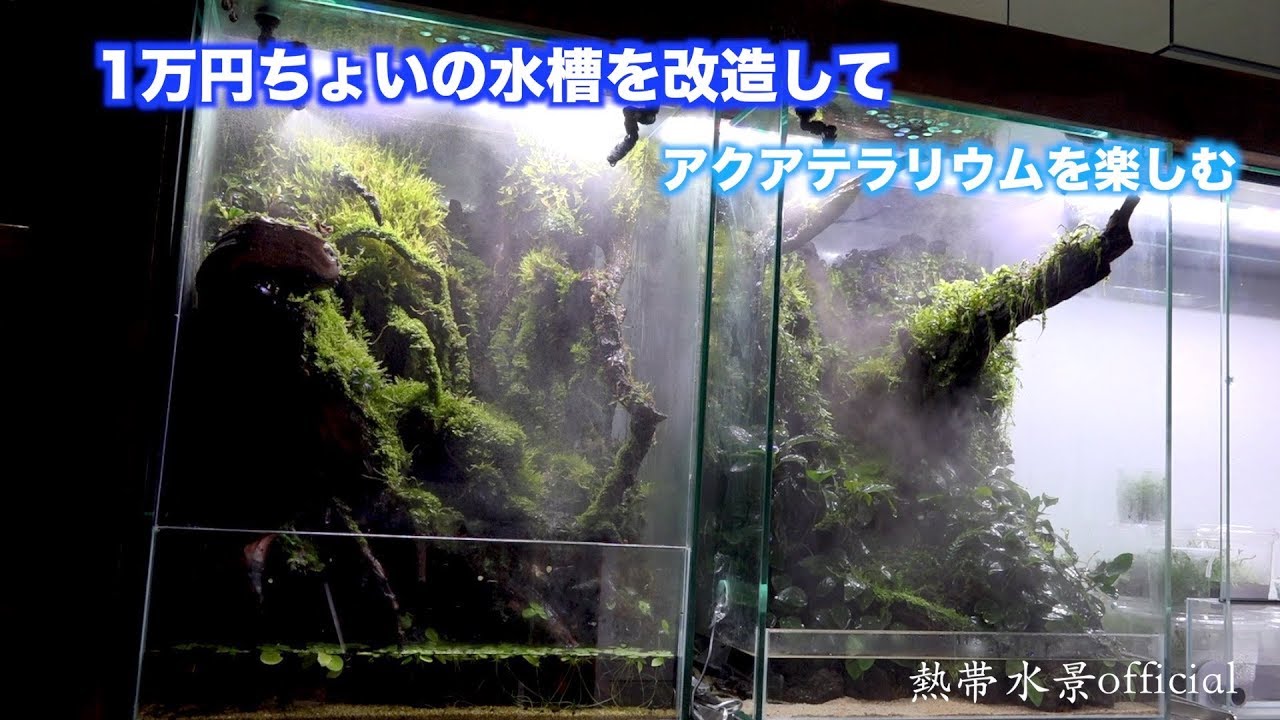 Japanese aqua terrarium　1万円ちょいの水槽を改造して霧が出るアクアテラリウムを作る。