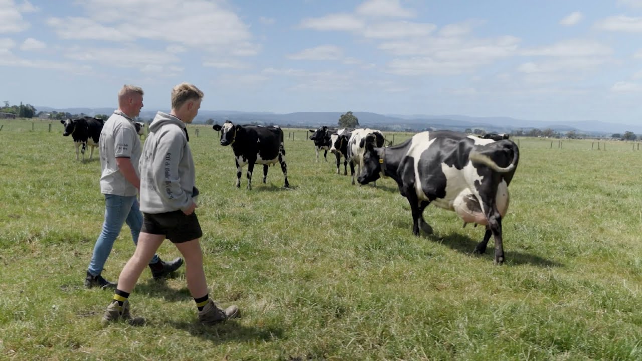 Doubling productivity with Lely Astronaut robots - The McCauley Family (Gippsland, Australia)