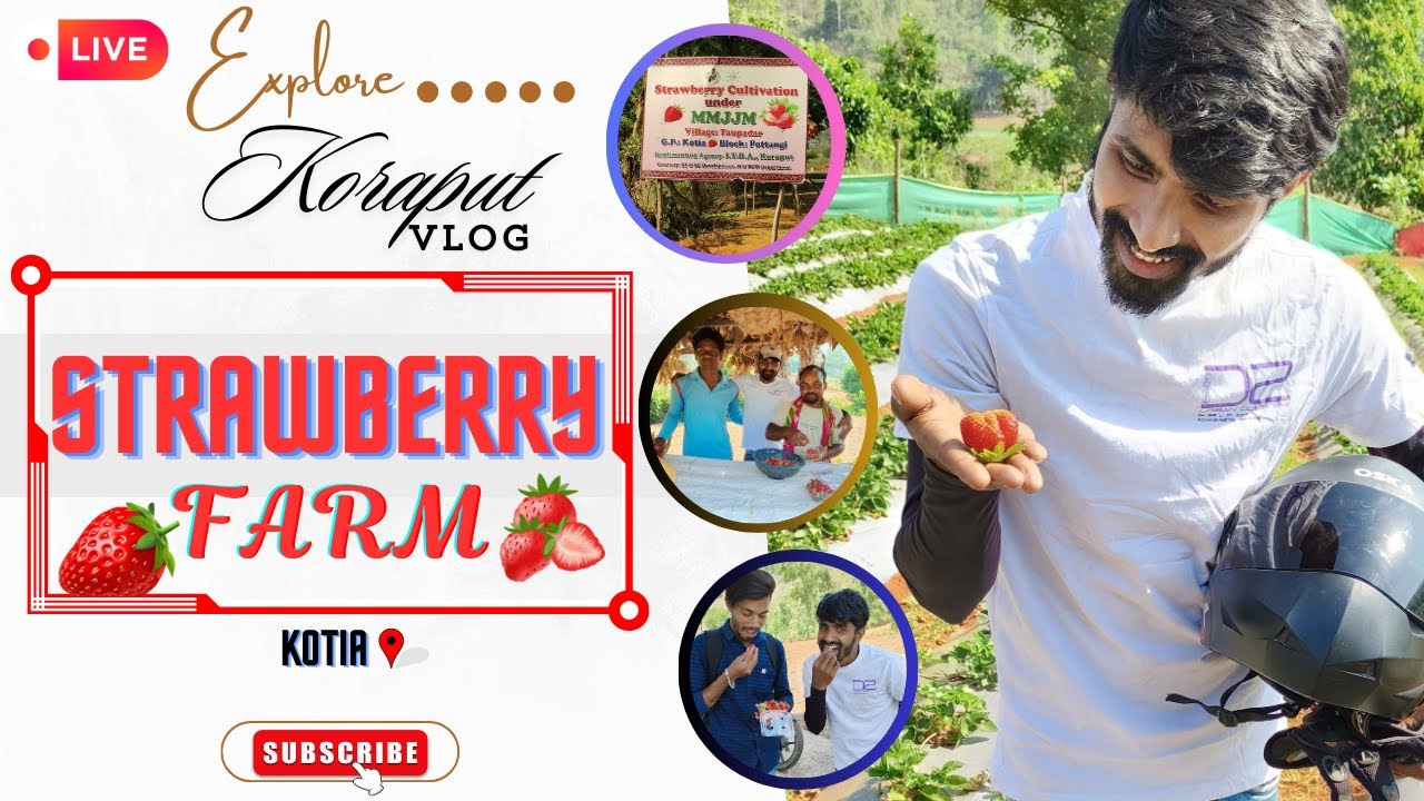 Strawberry🍓Farm In Odisha,Koraput📍Kotia _The Secret to Odisha's Sweetest Success.🤩