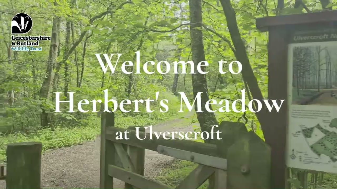Herbert's Meadow 1080