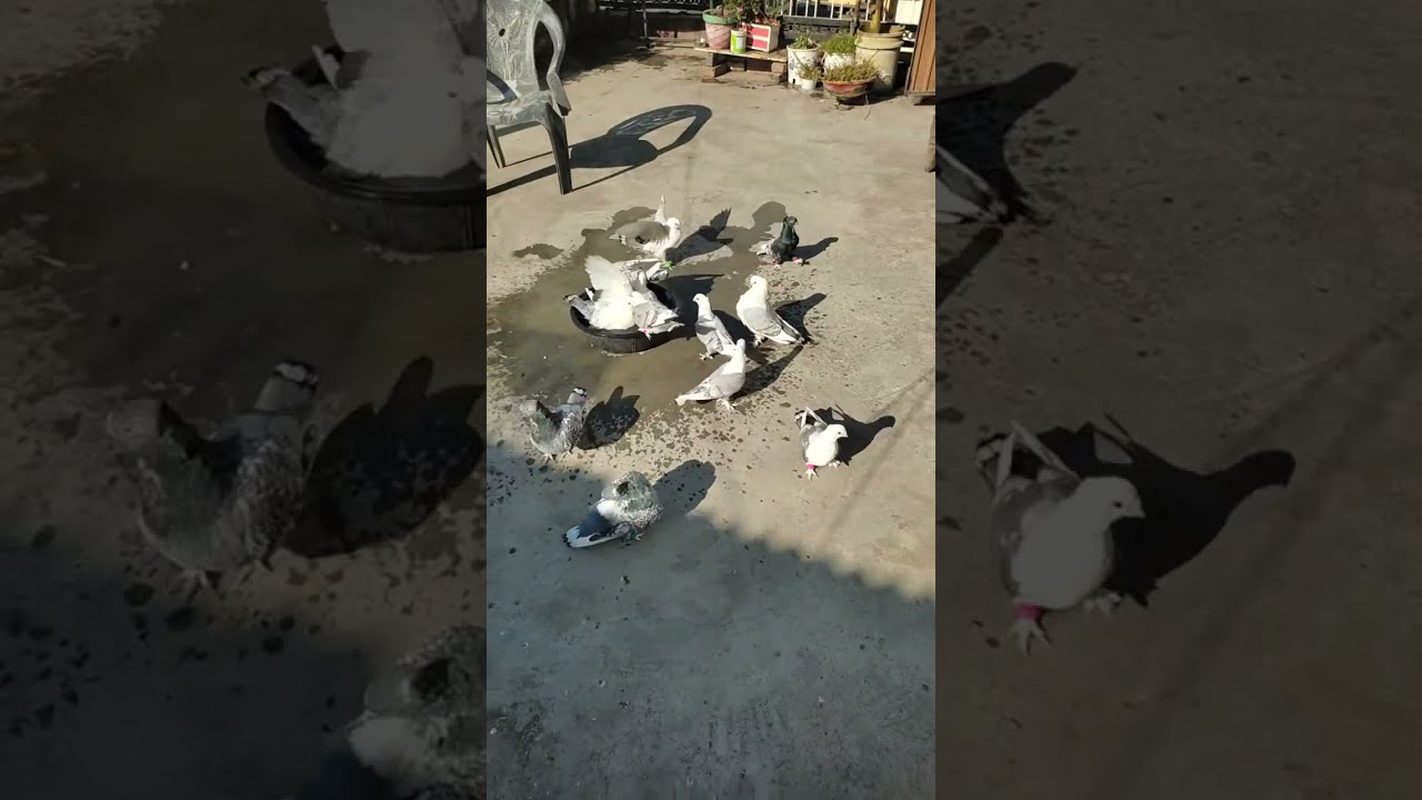 kotapets2021 is live