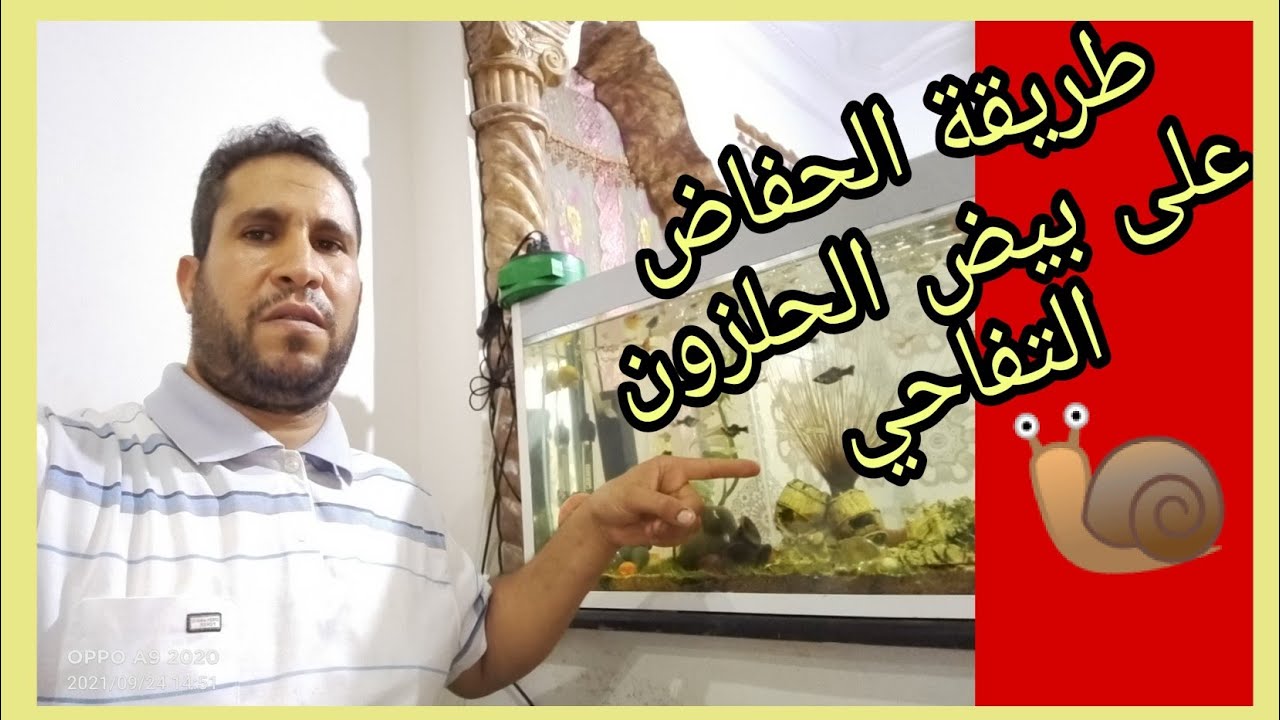 طريقة الحفاض على بيض الحلزون التفاحي 🐌🐌🐌