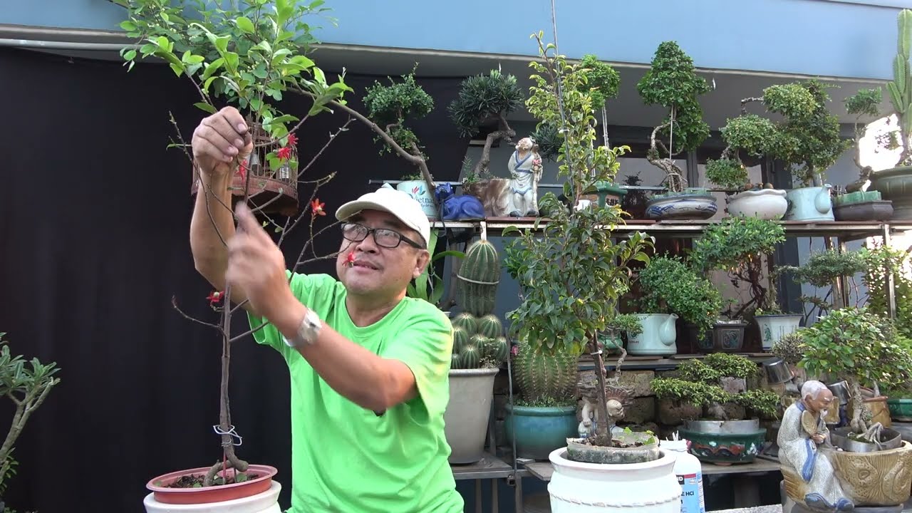 MAI TỨ QUÍ  VÀO THỜI ĐIỂM LÀM HOA CHƠI TẾT TẠI MIỀN NAM .