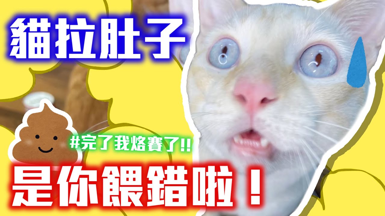 貓拉肚子/軟便原因?是飼主的問題?食物轉換及保健品餵太多惹的禍!【瘋寵玩家-貓疾病知識】