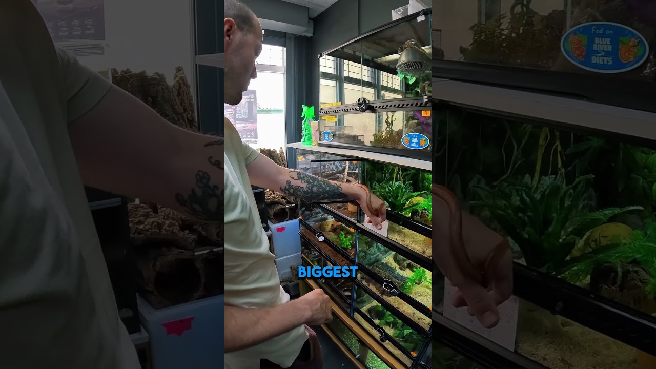 Playing With Snakes - Seaham Pets Reptiles & Aquatics #vlog #explore #adventure #seaham #spiders