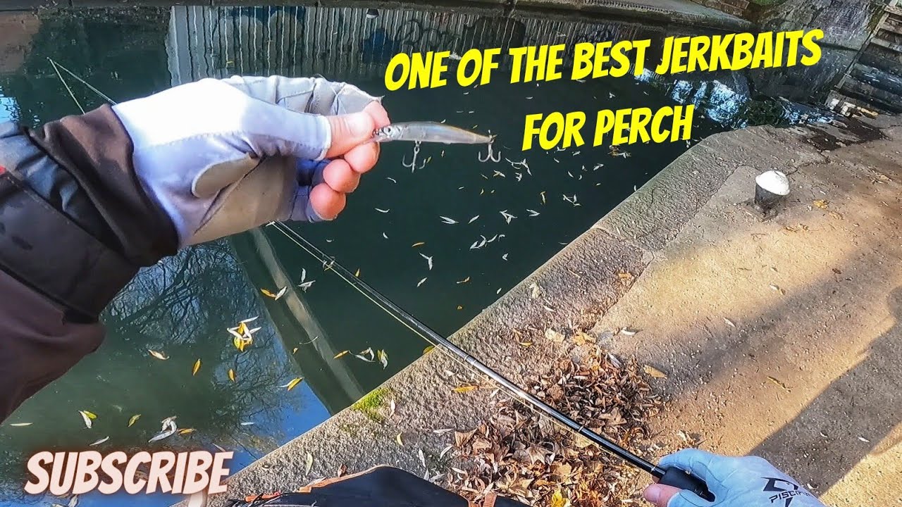 How do you find and catch a big canal perch?