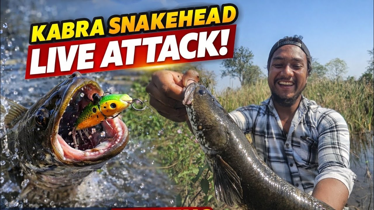 देसी भुंडा का शानदार हमला!👍 Kabra snakehead fishing video || Cg fishing video || Cg Angad Fishing 